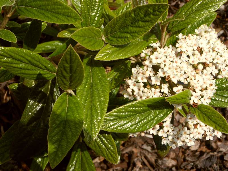 Viburnum x pragense Viburnum kalina Zahradnictví Franc